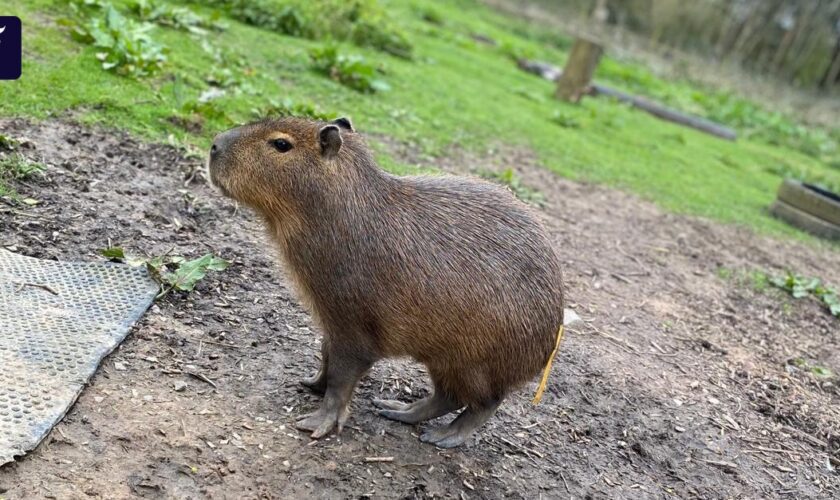 Für Capybara „Cinnamon“ endet eine Woche in Freiheit