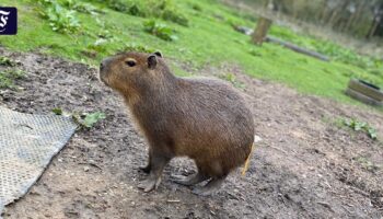 Für Capybara „Cinnamon“ endet eine Woche in Freiheit