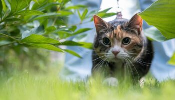 Eine jagende Katze, die Pupillen sind erweitert