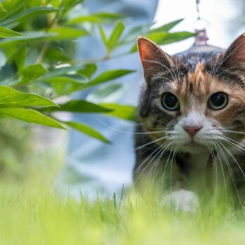 Eine jagende Katze, die Pupillen sind erweitert