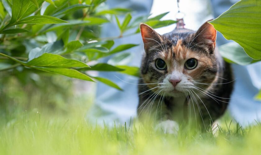 Eine jagende Katze, die Pupillen sind erweitert