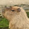 Found at last! Cinnamon the fugitive capybara who 'captured the hearts' of animal lovers around the world is discovered after a week on the run in a VERY peculiar place