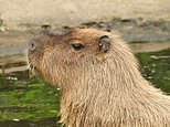 Found at last! Cinnamon the fugitive capybara who 'captured the hearts' of animal lovers around the world is discovered after a week on the run in a VERY peculiar place