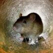 Keep rats and mice out of your house with natural item they're 'terrified' of