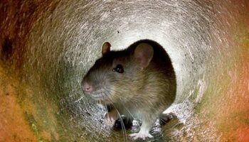 Keep rats and mice out of your house with natural item they're 'terrified' of