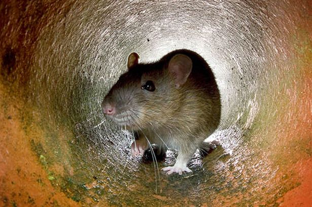 Keep rats and mice out of your house with natural item they're 'terrified' of