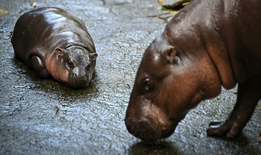 Moo Deng: Darum können wir den Tierbabys nicht widerstehen