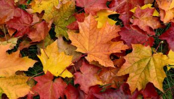 En automne, pourquoi les feuilles des arbres sont rouges, orange ou jaunes