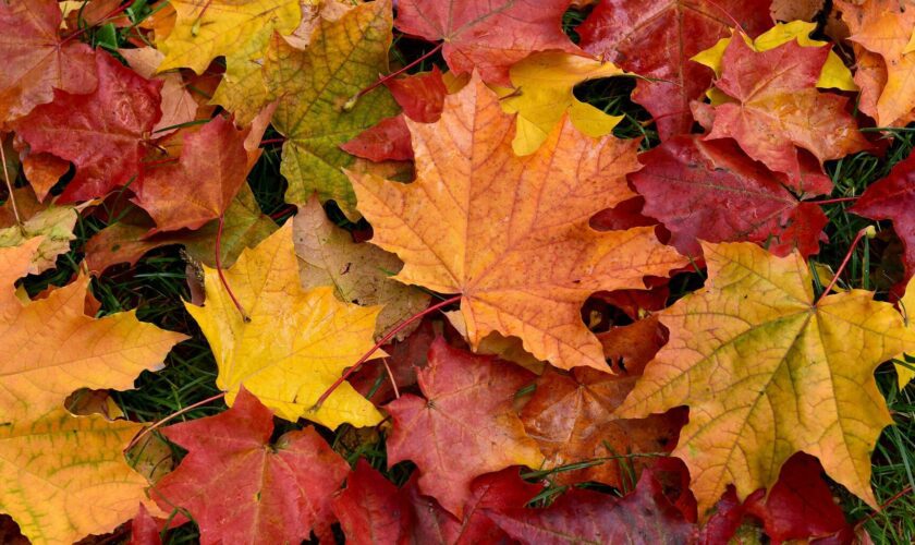 En automne, pourquoi les feuilles des arbres sont rouges, orange ou jaunes