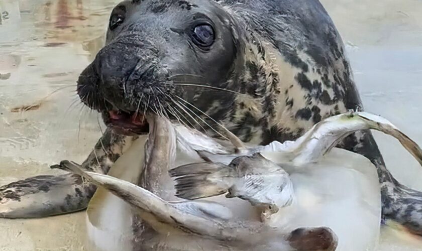 Sheba celebrates her 49th birthday with a fish cake. File pic: Barry Williams/Cornish Seal Sanctuary