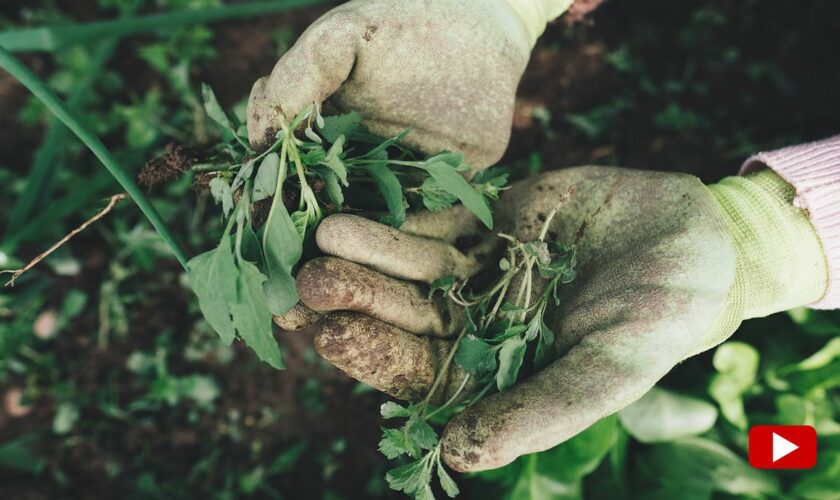 Allzweckmittel: Günstig und effektiv: Cola kann im Garten ein wahres Wundermittel sein