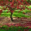 Best time of year to prune acers - and it’s much later than you think