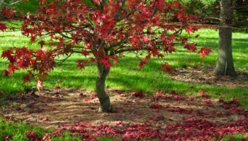 Best time of year to prune acers - and it’s much later than you think