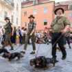 Dackelparade: Rekordzahl von 1.175 Dackeln zieht durch Regensburg