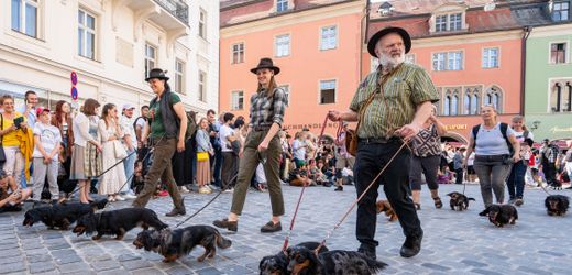 Dackelparade in Regensburg: 1175 Tiere stellen Rekord auf