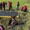 Neigh bother! Moment fire crews winch horse trapped in ditch to safety after huge fall in country field