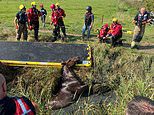 Neigh bother! Moment fire crews winch horse trapped in ditch to safety after huge fall in country field