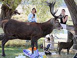 Moment aggressive stag robs picnickers of their lunches in Richmond Park during rutting season