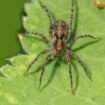 Attention cette plante attire les araignées, beaucoup l'ont à la maison