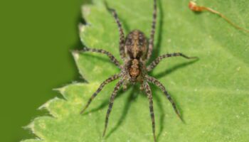 Attention cette plante attire les araignées, beaucoup l'ont à la maison