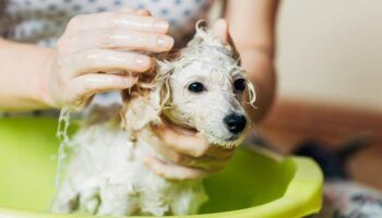 À quelle fréquence faut-il laver son chien (ou son chat)?