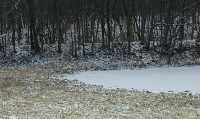 Suchbild: Augentest: Finden Sie den perfekt getarnten Husky?