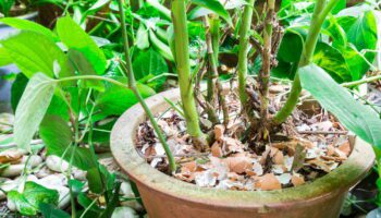 Ce problème au jardin peut être résolu simplement avec du vinaigre et des coquilles d'œuf