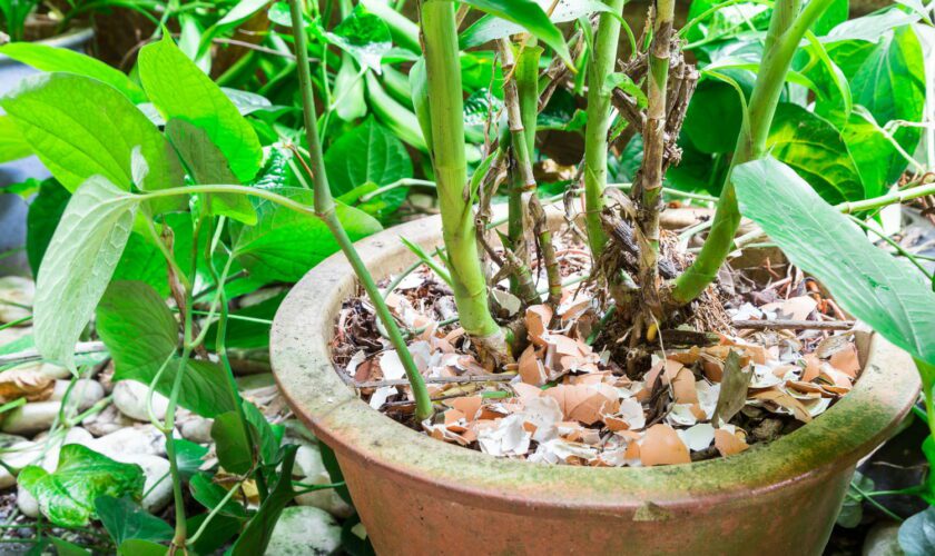 Ce problème au jardin peut être résolu simplement avec du vinaigre et des coquilles d'œuf