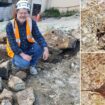 Fossils dating back 9 million years unearthed during construction at high school