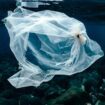 Cet animal est le seul à échapper aux microplastiques