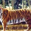 Suchbild: Augentest: Finden sie den zweiten "versteckten Tiger" im Bild?