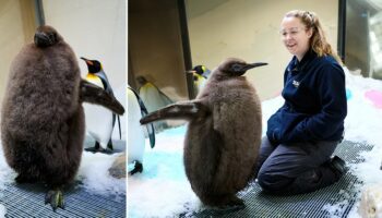 Meet Pesto, the 49-pound baby penguin going viral online