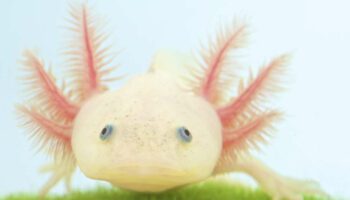 Les axolotls s’arrêteraient de vieillir après le premier tiers de leur vie