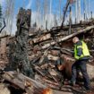 Waldbrand am Brocken: Rund 17 Hektar Wald im Nationalpark Harz wurden durch Feuer vernichtet