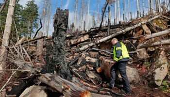 Waldbrand am Brocken: Rund 17 Hektar Wald im Nationalpark Harz wurden durch Feuer vernichtet