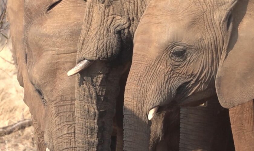 Elefanten- und Zebrafleisch: Hunger wegen Dürre – Namibia lässt Wildtiere schlachten