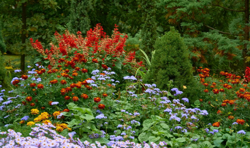 Les jardiniers recommandent de planter ces fleurs dès maintenant pour un jardin coloré tout l'automne