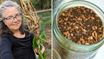 Chicory an all-natural alternative to chemically decaffeinated coffee, says homesteader