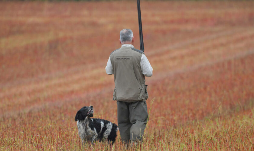 Loire : un chasseur tué d’une balle dans la tête lors d’une battue aux sangliers