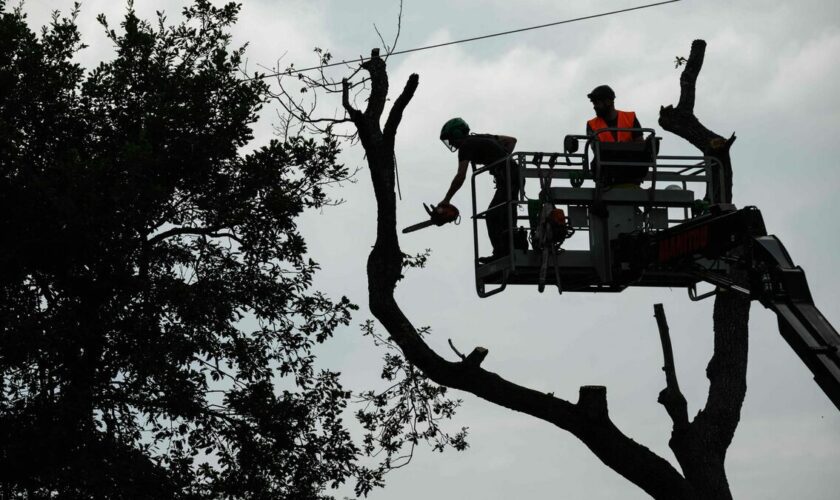 A69 : presque 60 arbres abattus sur le tracé de l’autoroute ce dimanche