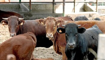 Agricultura confirma cinco focos más de lengua azul en Extremadura