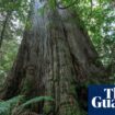 Albanese urged to ditch Howard-era native forest logging exemptions