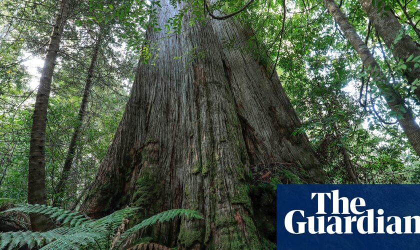 Albanese urged to ditch Howard-era native forest logging exemptions