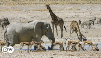 Artenschutz: Tiere töten, um sie zu schützen?