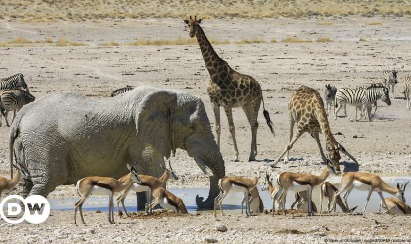 Artenschutz: Tiere töten, um sie zu schützen?