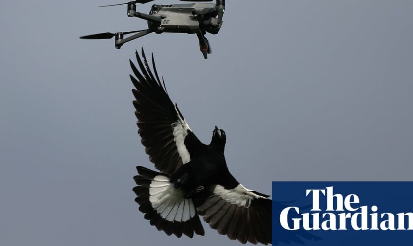 Australia’s magpie swooping season is here – but they aren’t the only birds to watch out for