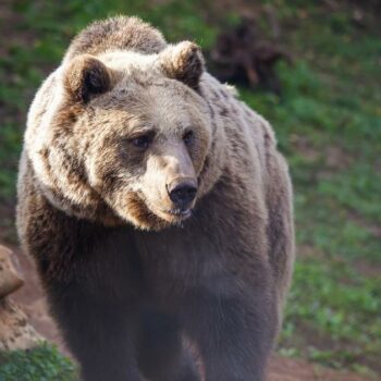 Aux États-Unis, un enfant de 12 ans abat un ours pour sauver son père