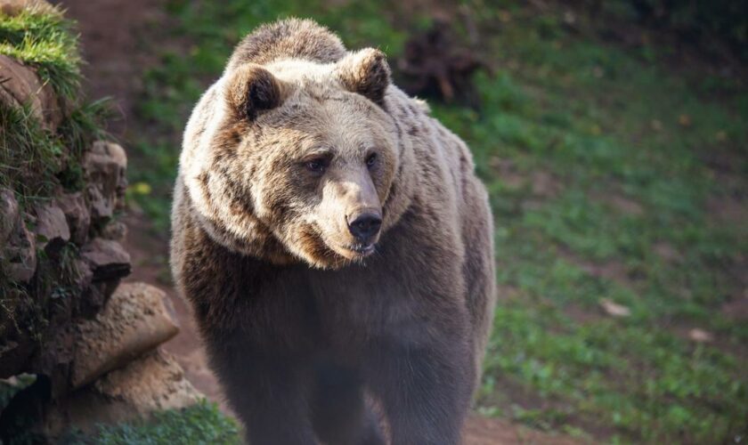 Aux États-Unis, un enfant de 12 ans abat un ours pour sauver son père