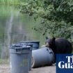 California bears make themselves at home as humans build closer to nature