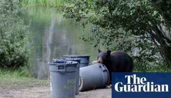 California bears make themselves at home as humans build closer to nature